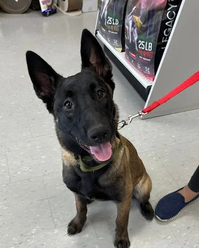 A black and tan dog on a red leash sitting inside a store with pet food bags in the background.