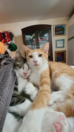 Two cats lying close together on a surface, with a wooden cabinet and framed pictures on the wall in the background.
