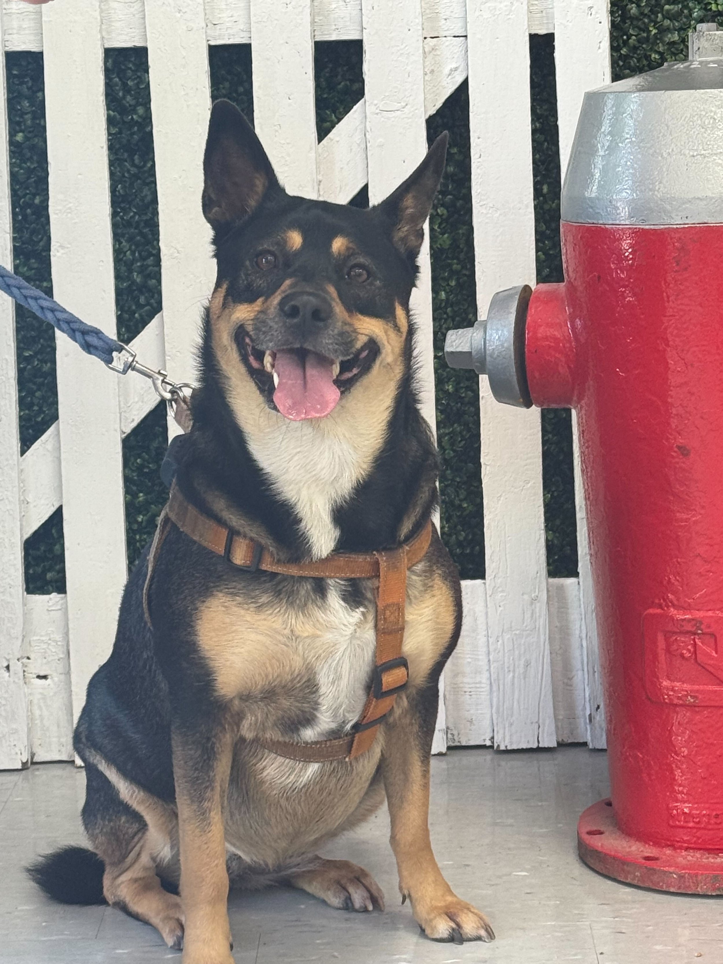 A smiling dog with a harness sitting next to a red fire hydrant on a concrete surface, with a white wooden fence in the background.