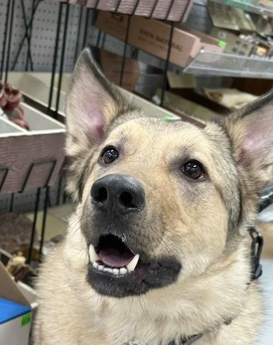 A mixed breed dog with tan fur and pointy ears looking up in a store aisle.