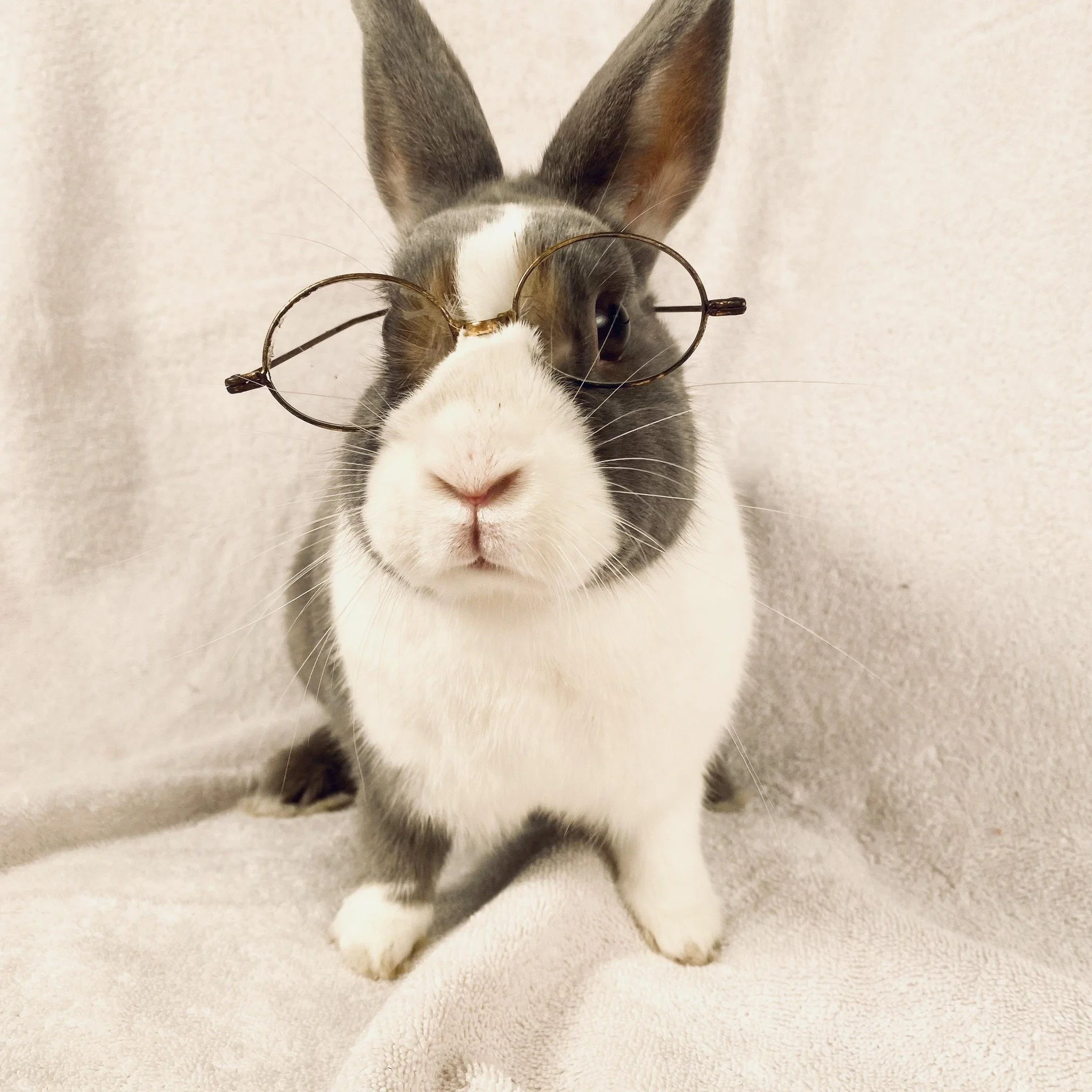A rabbit wearing round glasses, standing on a light-colored blanket or fabric.