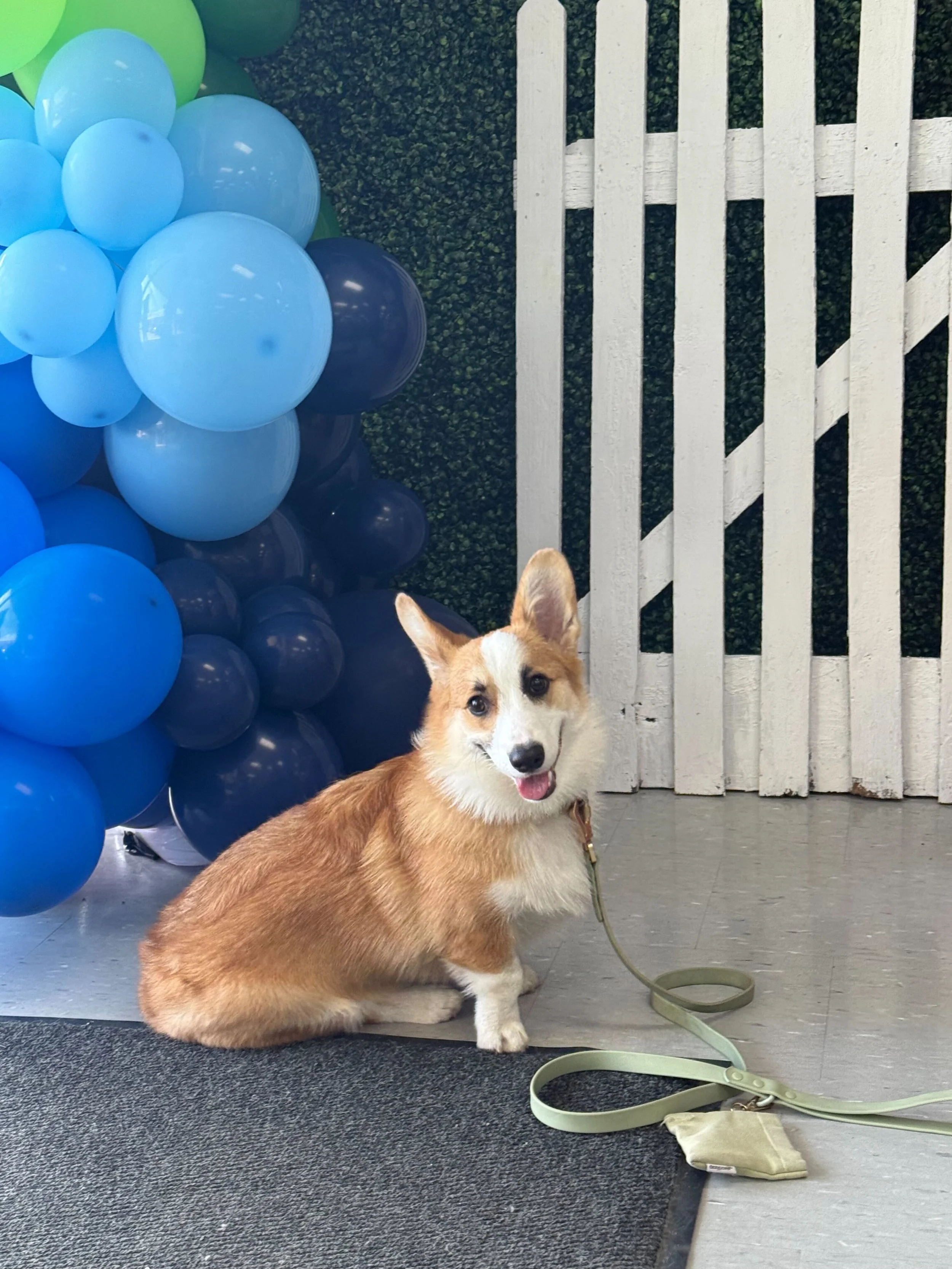 A corgi dog sitting indoors on a black mat, with a bunch of blue and green balloons to the left and a white wooden fence and green hedge in the background.