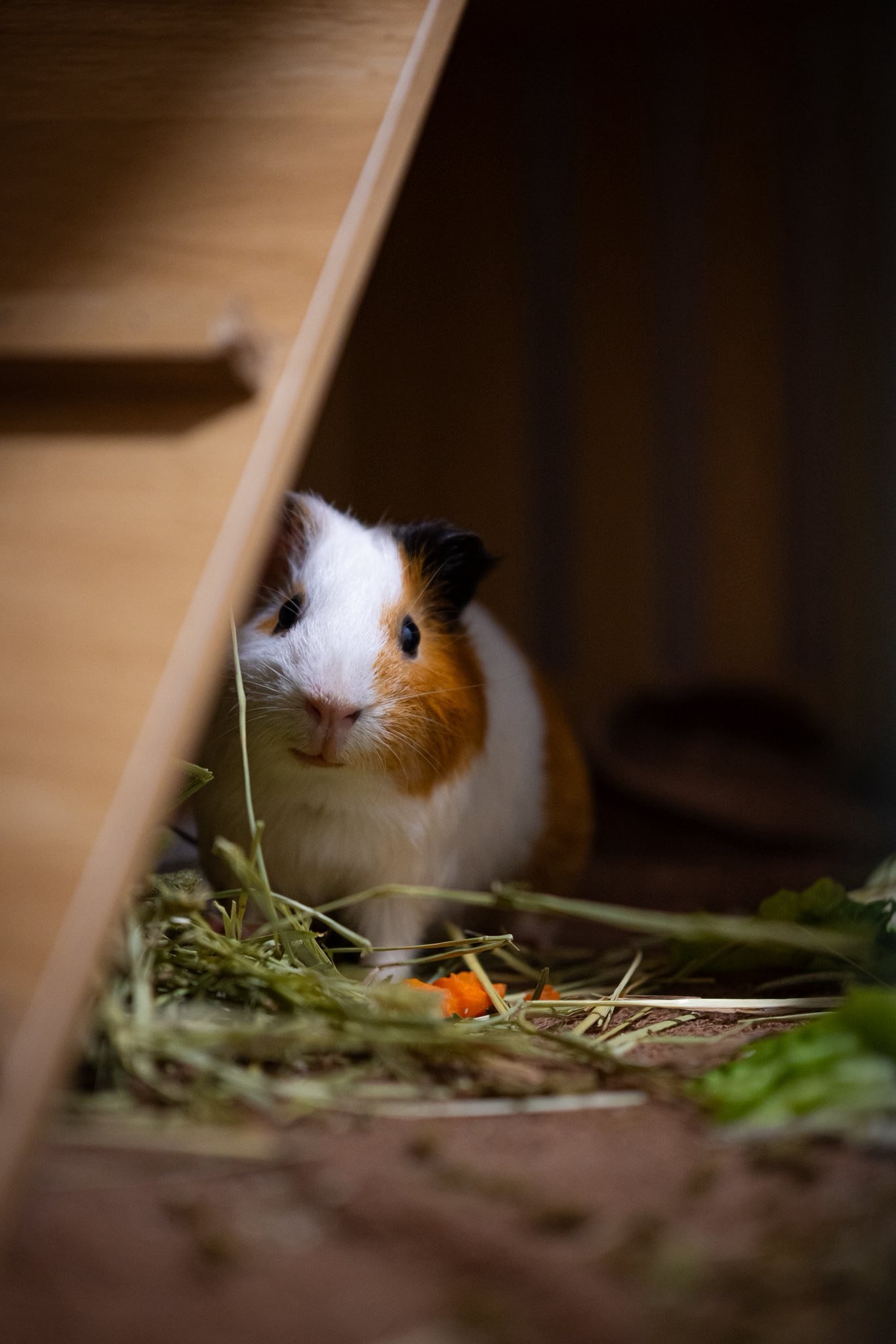 A guinea pig with white, brown, and black fur peeking from behind a wooden structure with hay and vegetables in the enclosure