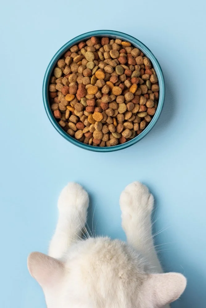 White cat sitting in front of a blue bowl of dry cat food on a light blue background.
