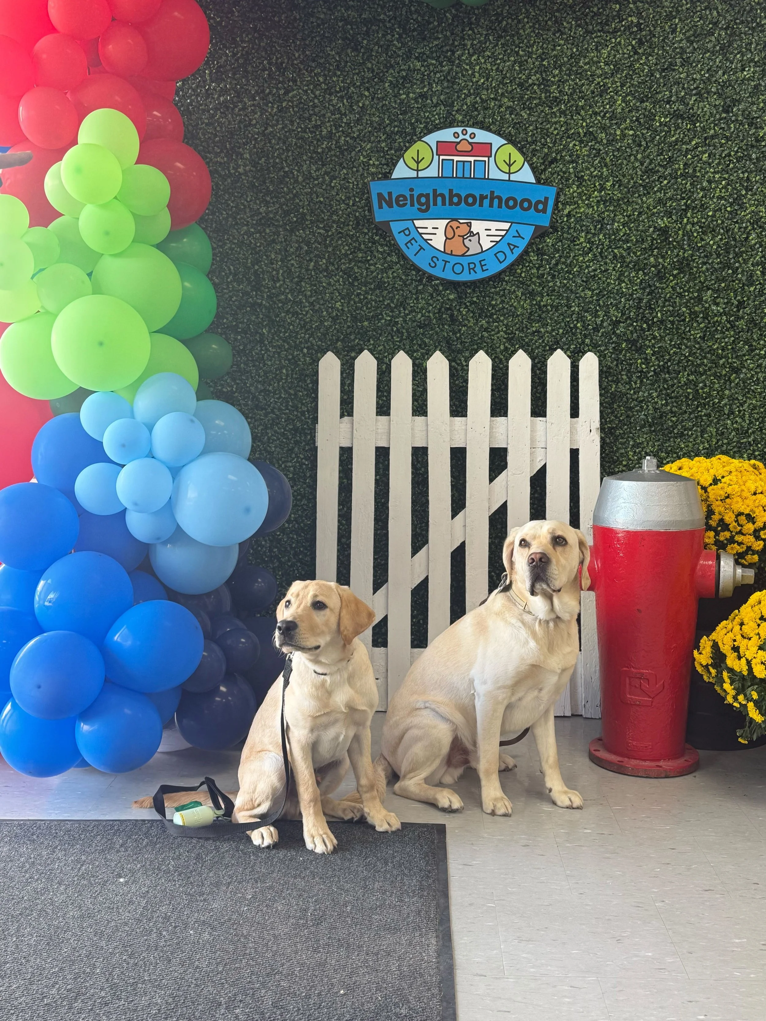 Two dogs sitting on the floor in front of a white picket fence with a green hedge backdrop. There are balloons on the left, a sign on the wall that reads 'Neighborhood Pet Store Day,' a red fire hydrant to the right, and yellow flowers nearby.