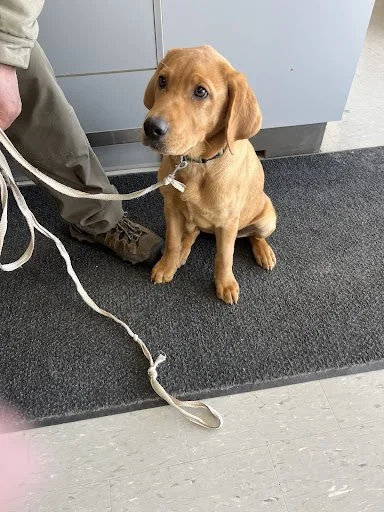 A young golden-brown puppy sitting on a black mat indoors, with a person holding its leash.