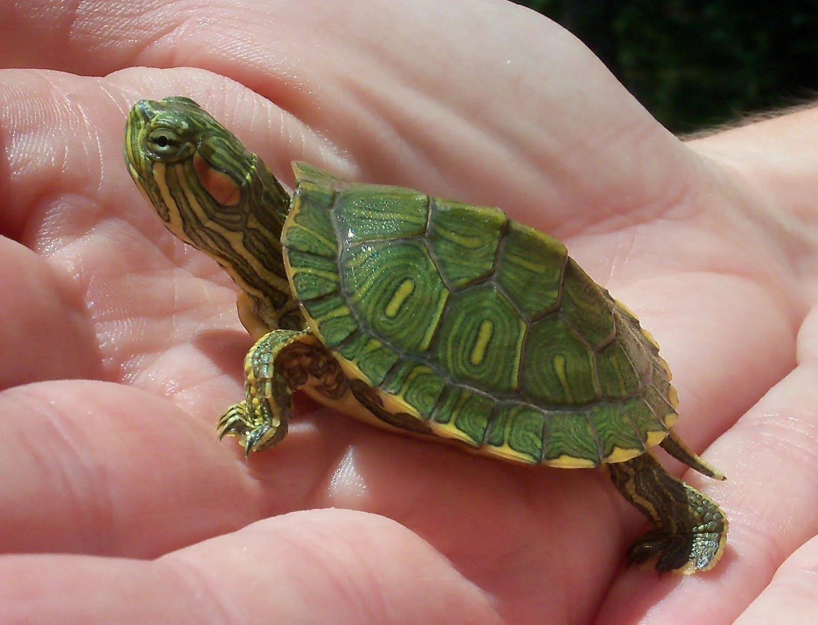 A small turtle with a yellow and green patterned shell and head resting on a person's hand outdoors.