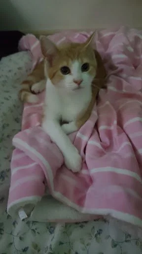 A ginger and white cat lying on a pink and white striped blanket on a bed.