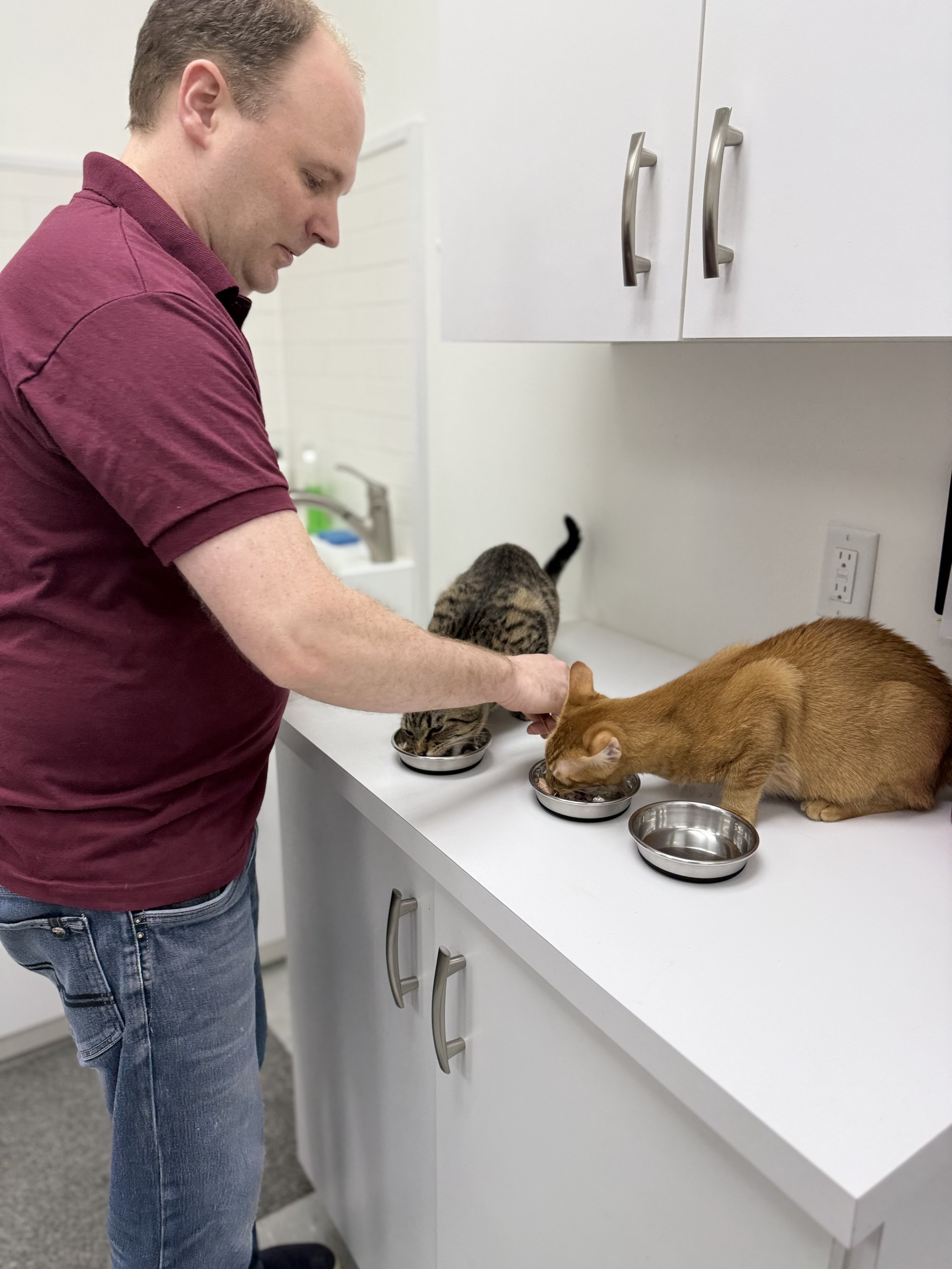 A man in a maroon shirt and jeans standing at a white counter with three cats drinking from metal bowls. The background includes kitchen cabinetry and a white wall with an electrical outlet.
