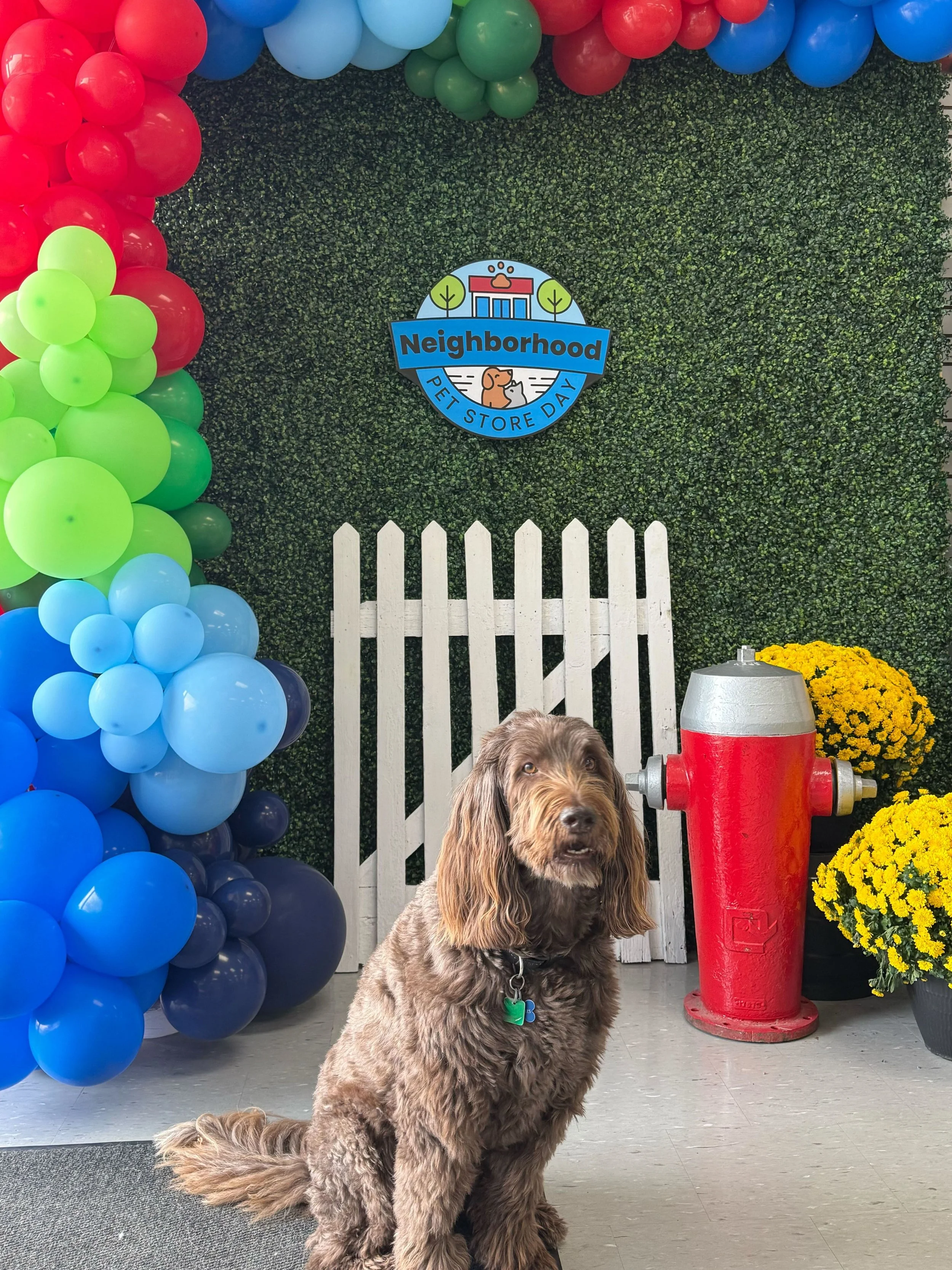 Dog sitting in front of a white picket fence with colorful balloons on the left, a fire hydrant on the right, yellow flowers, and a sign that reads 'Neighborhood Pet Store Day' on a green hedge background.