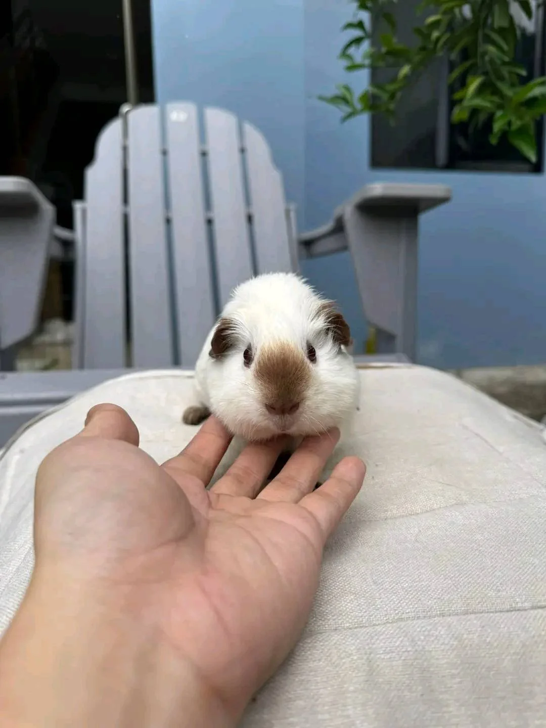 A person holding a guinea pig's chin in their hand, with the guinea pig resting on a light-colored surface. The background shows a blue wall, a white Adirondack chair, a window, and a plant.