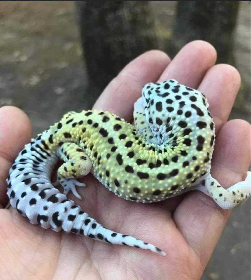 A person's hand holding a small, curled leopard gecko with a yellow body and black spots, against a blurred natural background.
