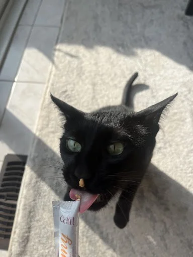 Black cat licking a treat from a paper bag on a beige rug.