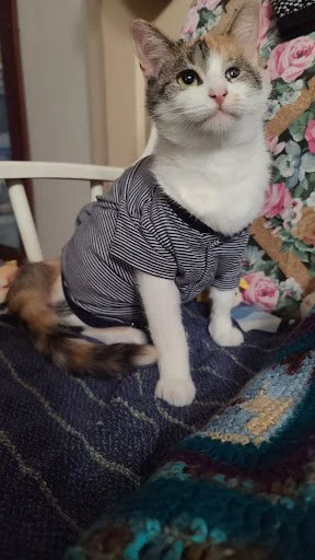 A cat wearing a striped shirt, sitting on a piece of furniture with a background of floral curtains.