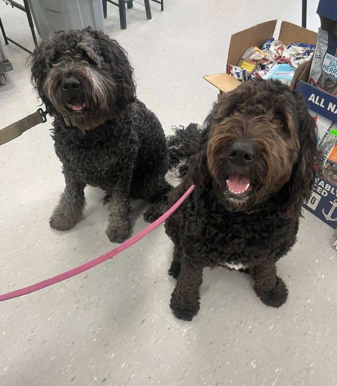 Two curly-haired dogs with leashes sit on a store floor, with a display of pet treats and supplies behind them.