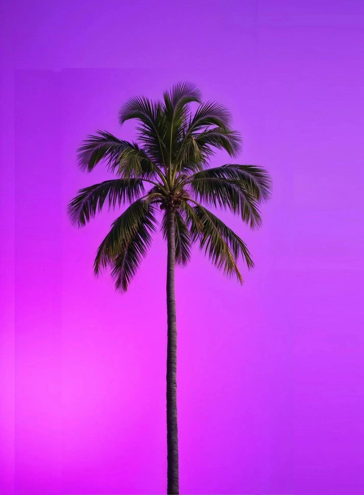 Eine Palme vor einem verzauberten lila und pink leuchtenden Himmel.