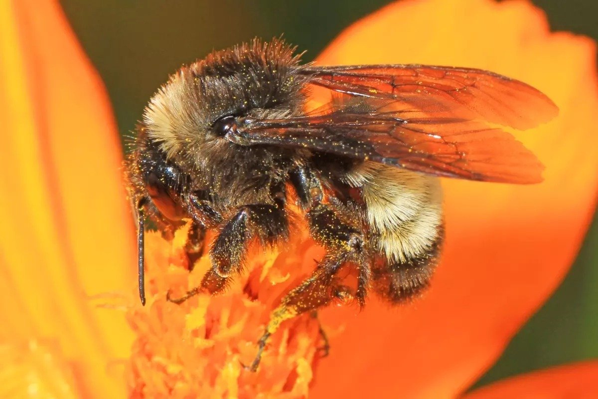 Protecting Colorado's Pollinators Starts with Our Seeds&nbsp;