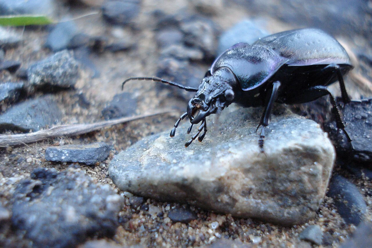 1280px-Bronze_Ground_Beetle_(Carabus_nemoralis)_-_Thunder_Bay,_Ontario.jpg
