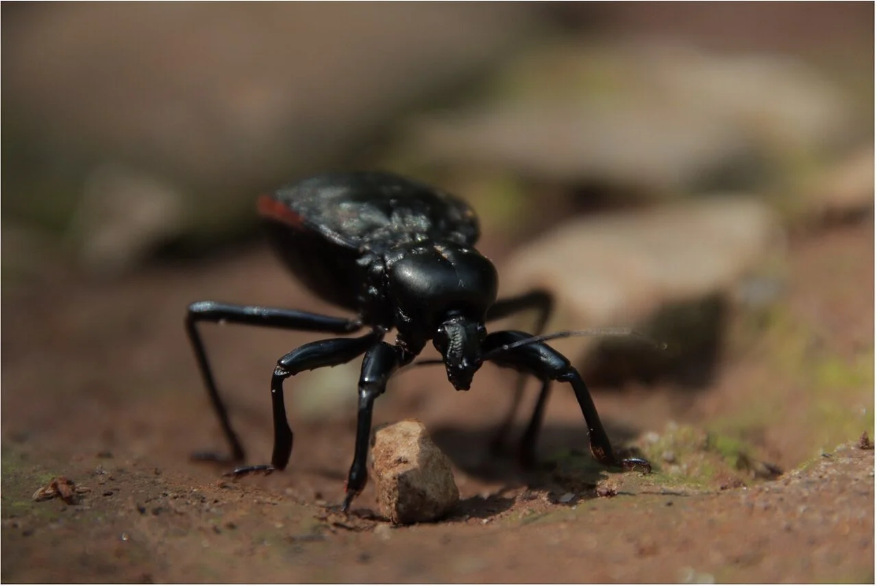 1280px-Carabus_sp._Beetle.jpg