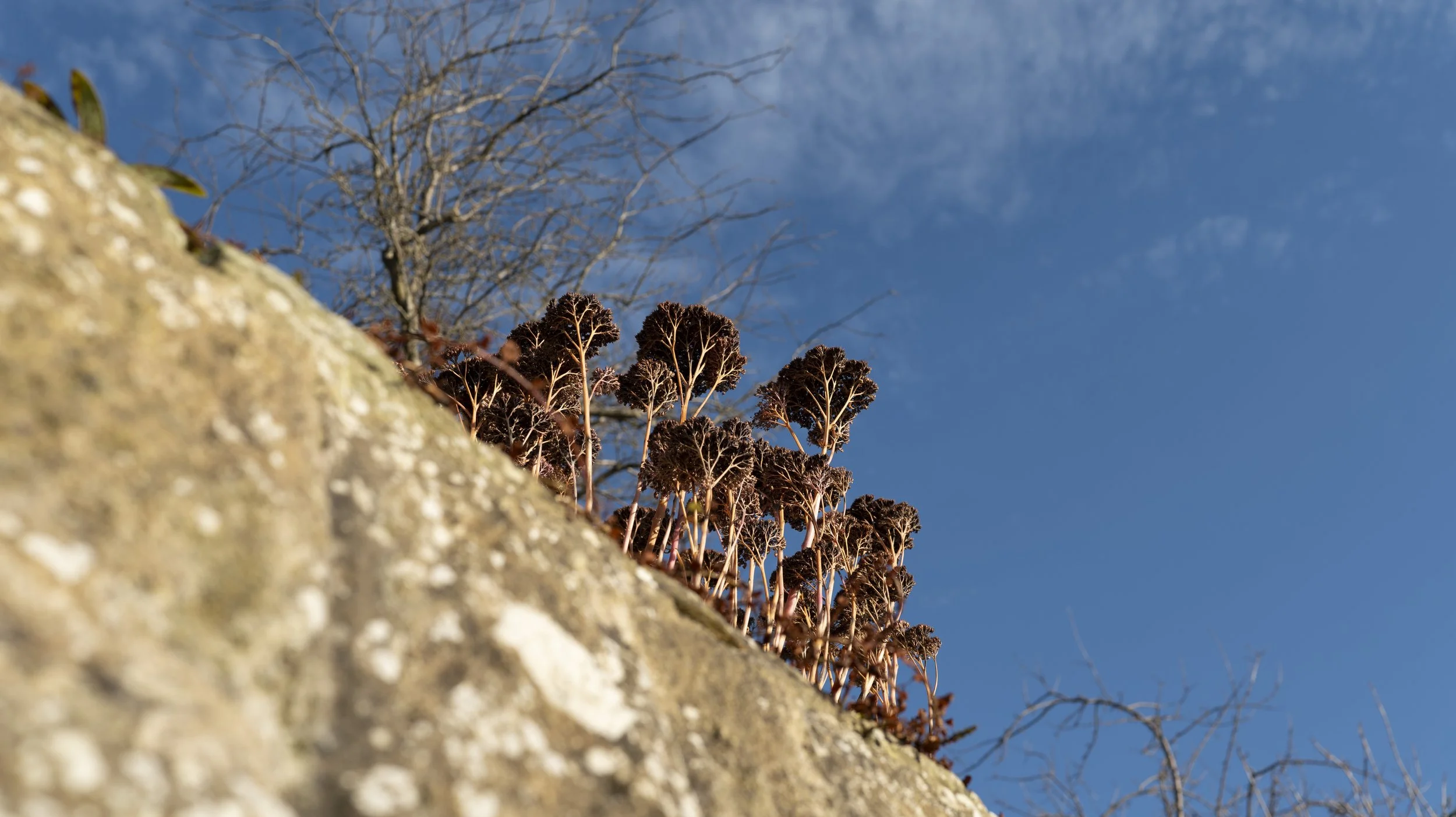 PAX garden photography Corbridge Garden Front Street5.jpg