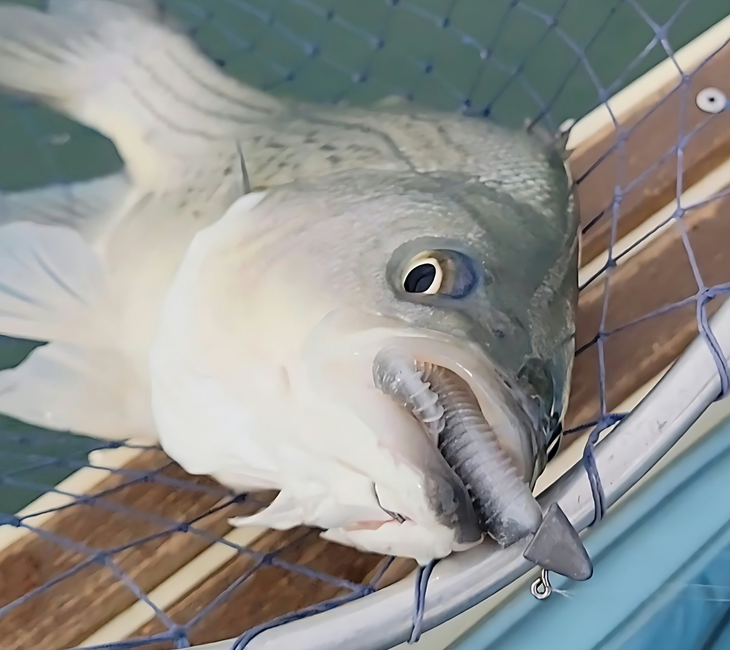 What Do “Shad” Lures Imitate When There Aren’t Shad? 