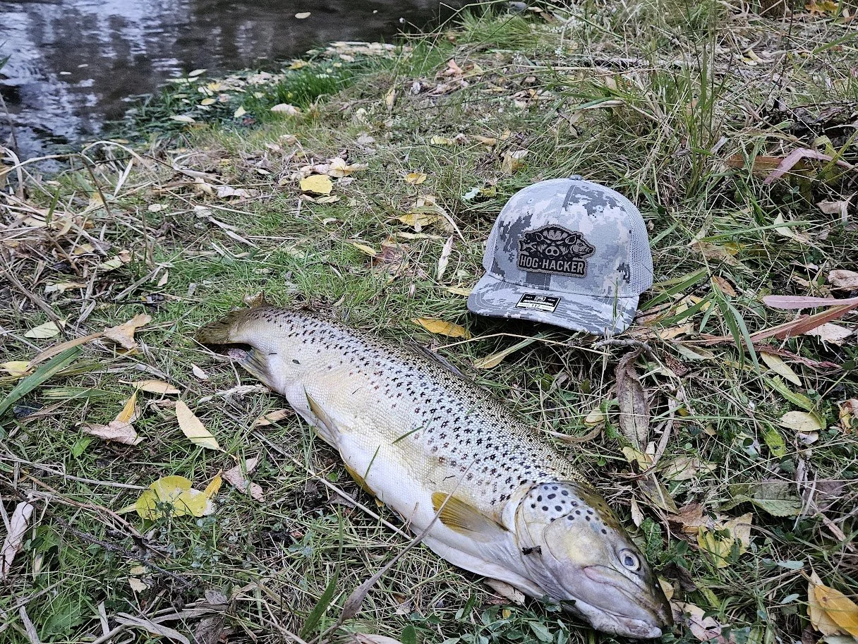 Brown Trout: The Alley Cats of the Mountain West