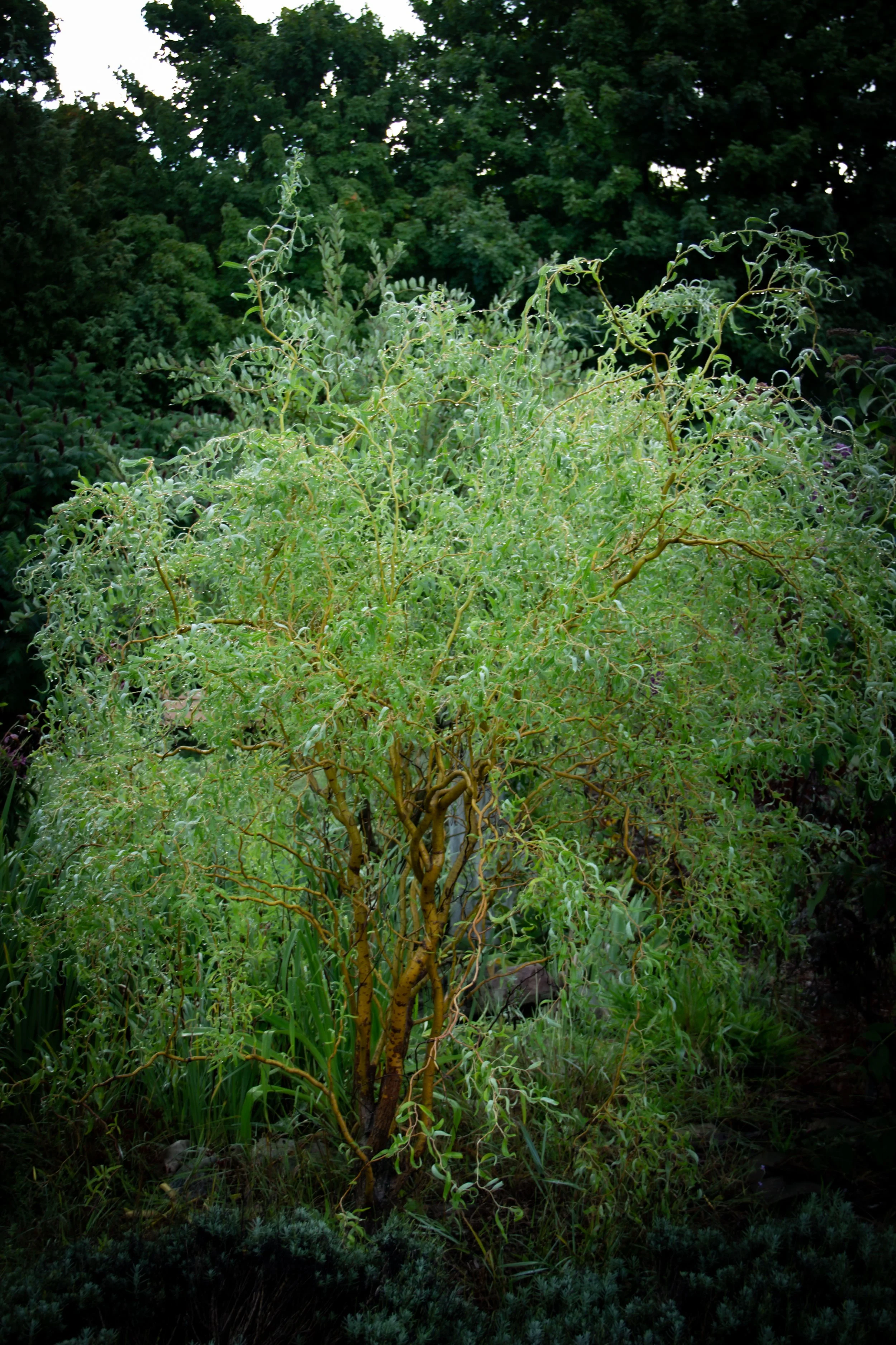 Funerals and Memorials