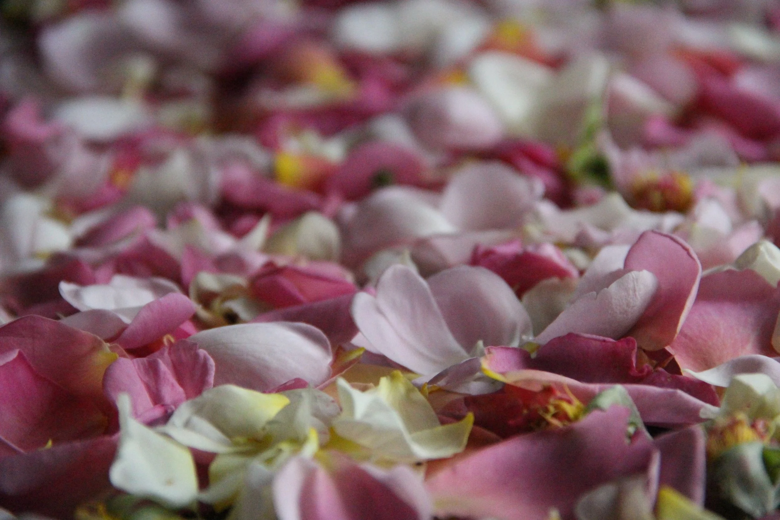 Roses petals grown by Humanist Officiant Gemma James-Smith in Bayfield, Huron County, Ontario.