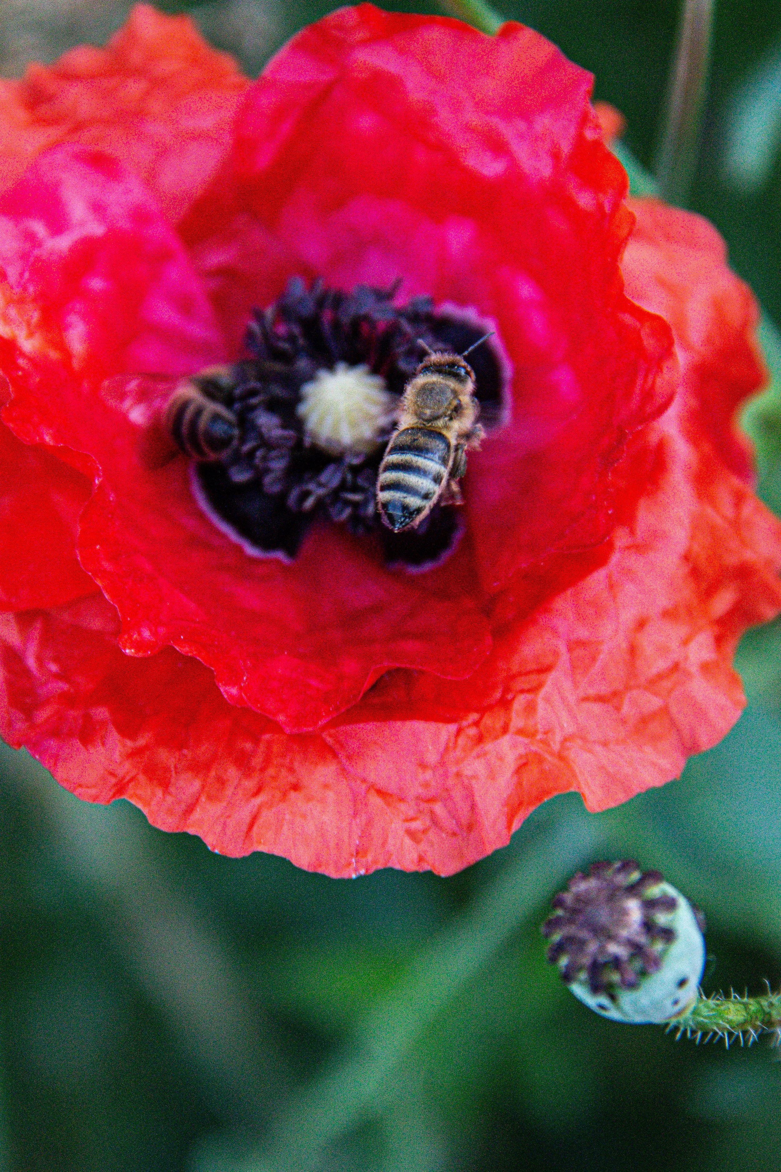 A bee collecting pollen on a vibrant red poppy flower with black and white center, with a poppy bud visible in the background.