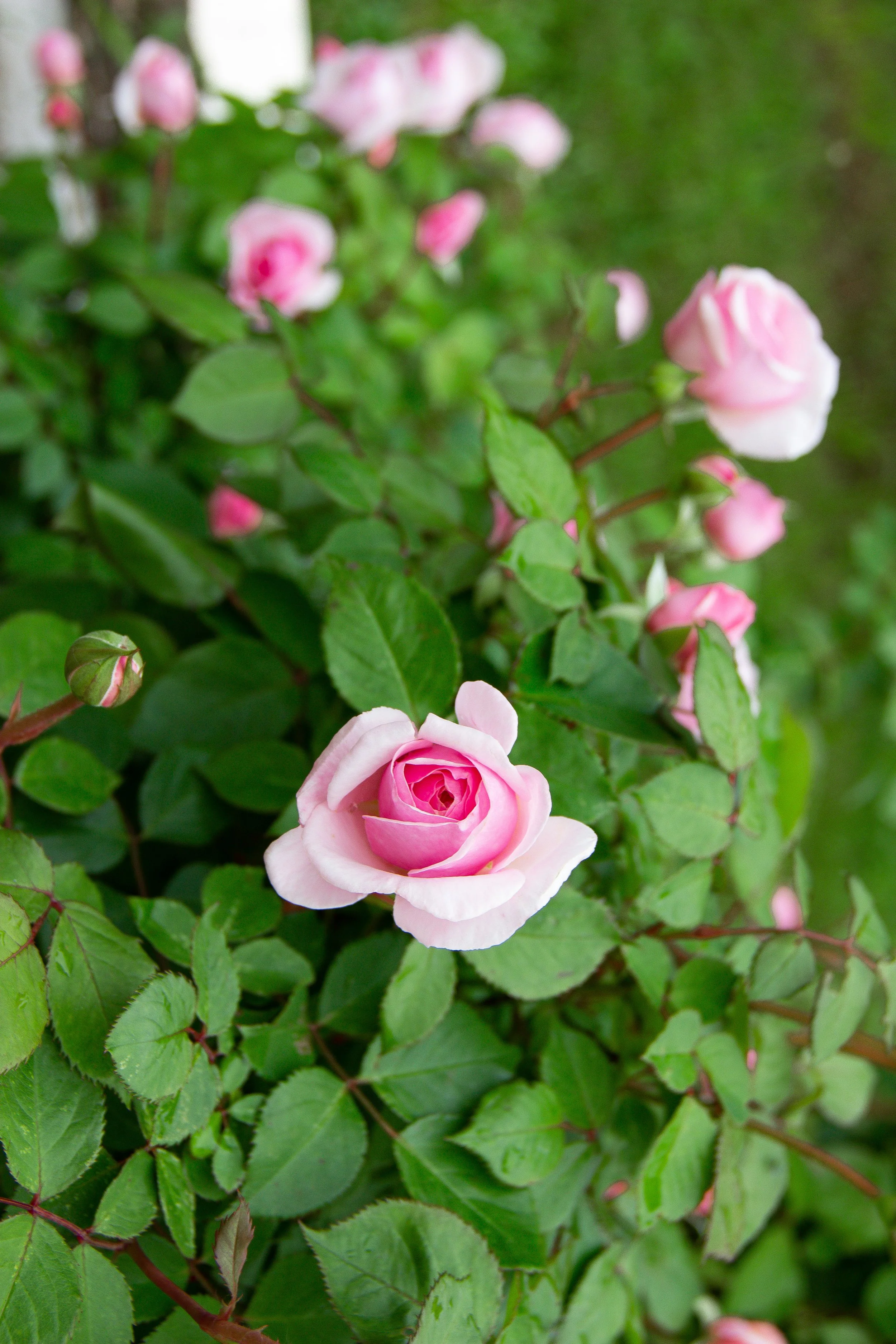 Standard Ceremony & Elopements