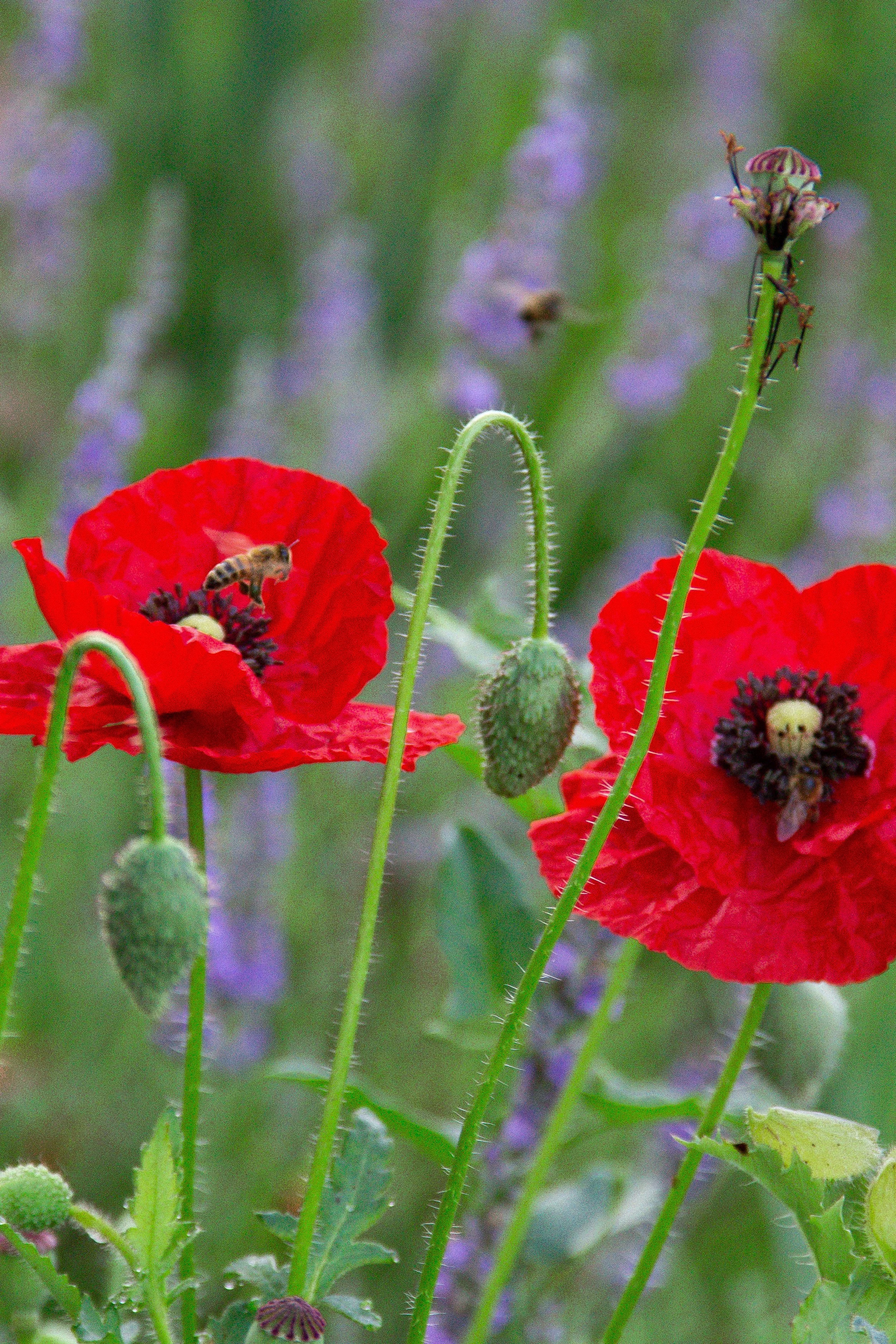 Close-up of red poppy flowers with bees collecting pollen at Bayfield Lavender Farm in Bayfield, Ontario.