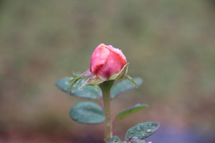 Basic Legal Ceremony