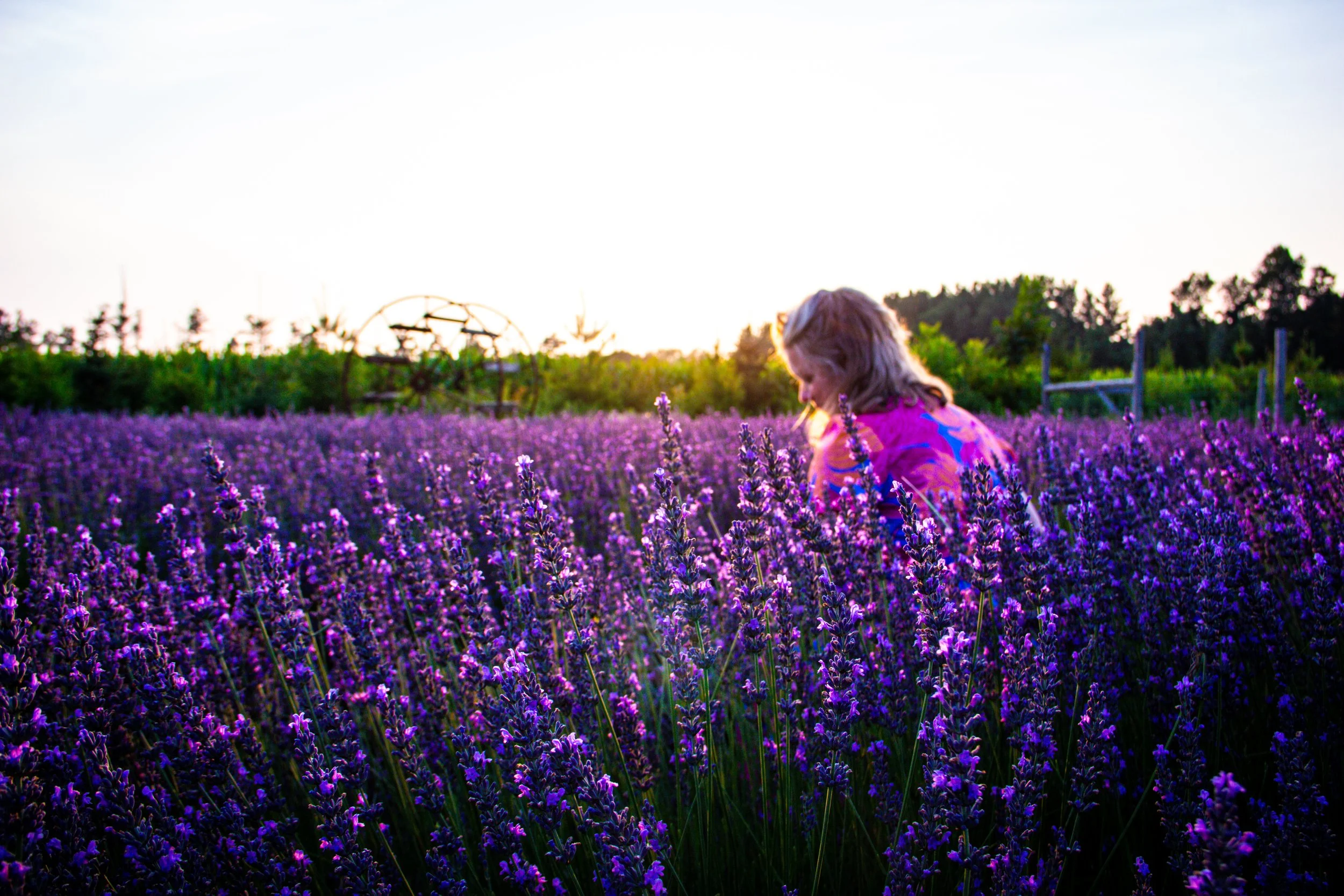 Humanist Officiant Gemma James-Smith at Bayfield Lavender Farm in Bayfield, Ontario.