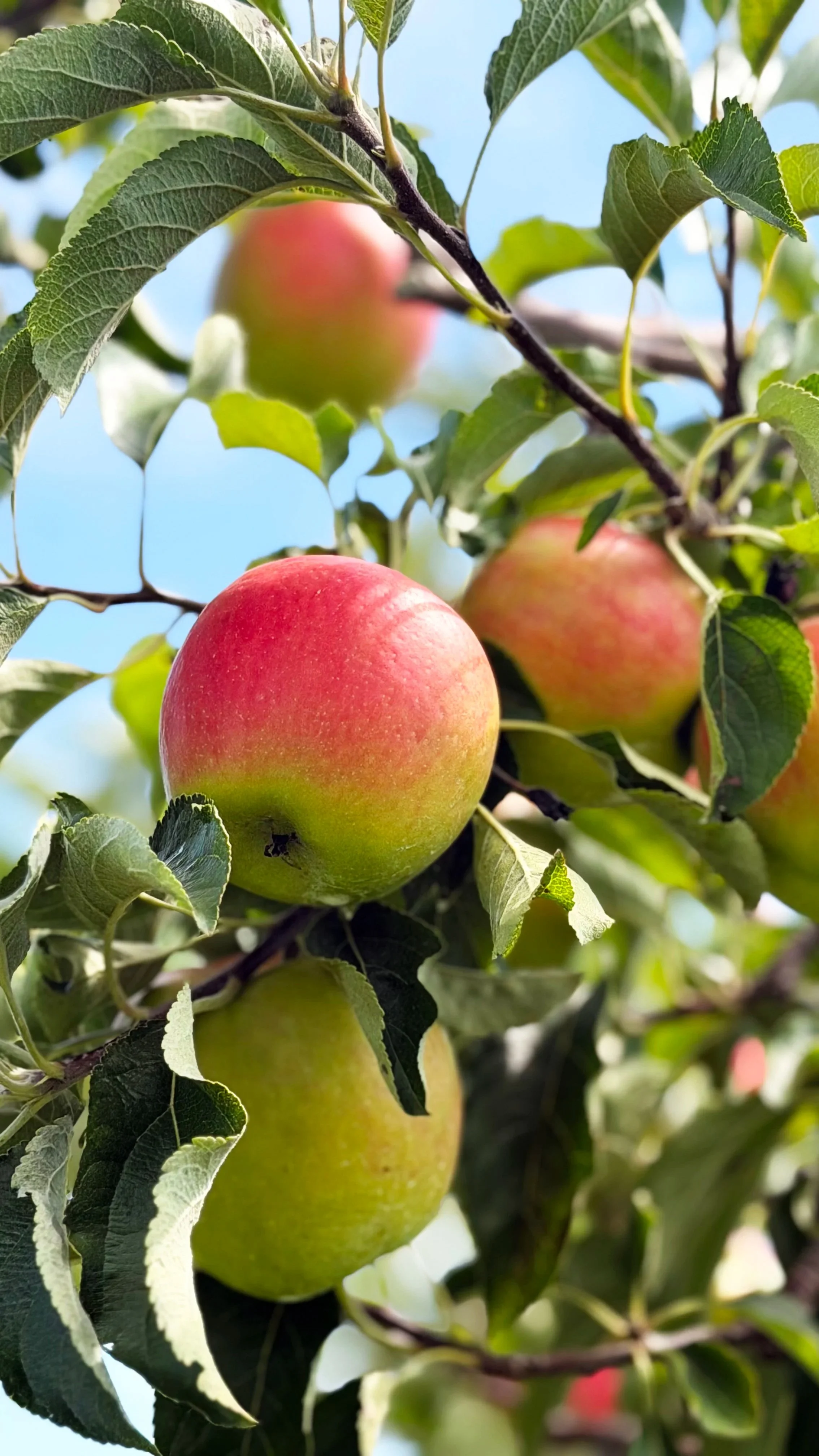apples+on+tree.jpg
