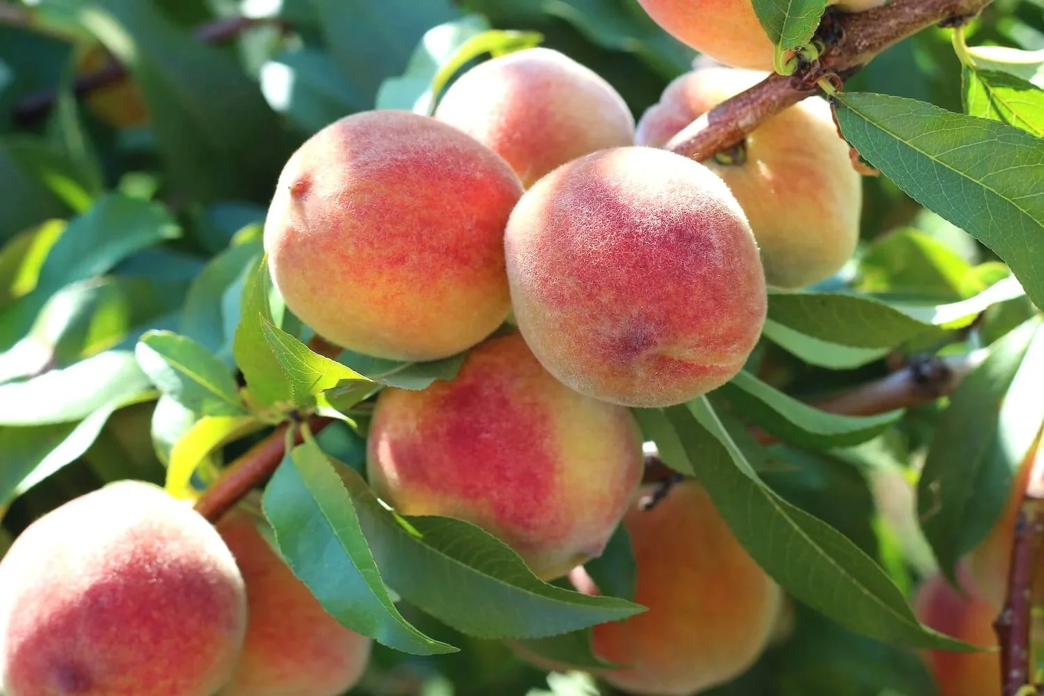 branch-peach-tree.jpg