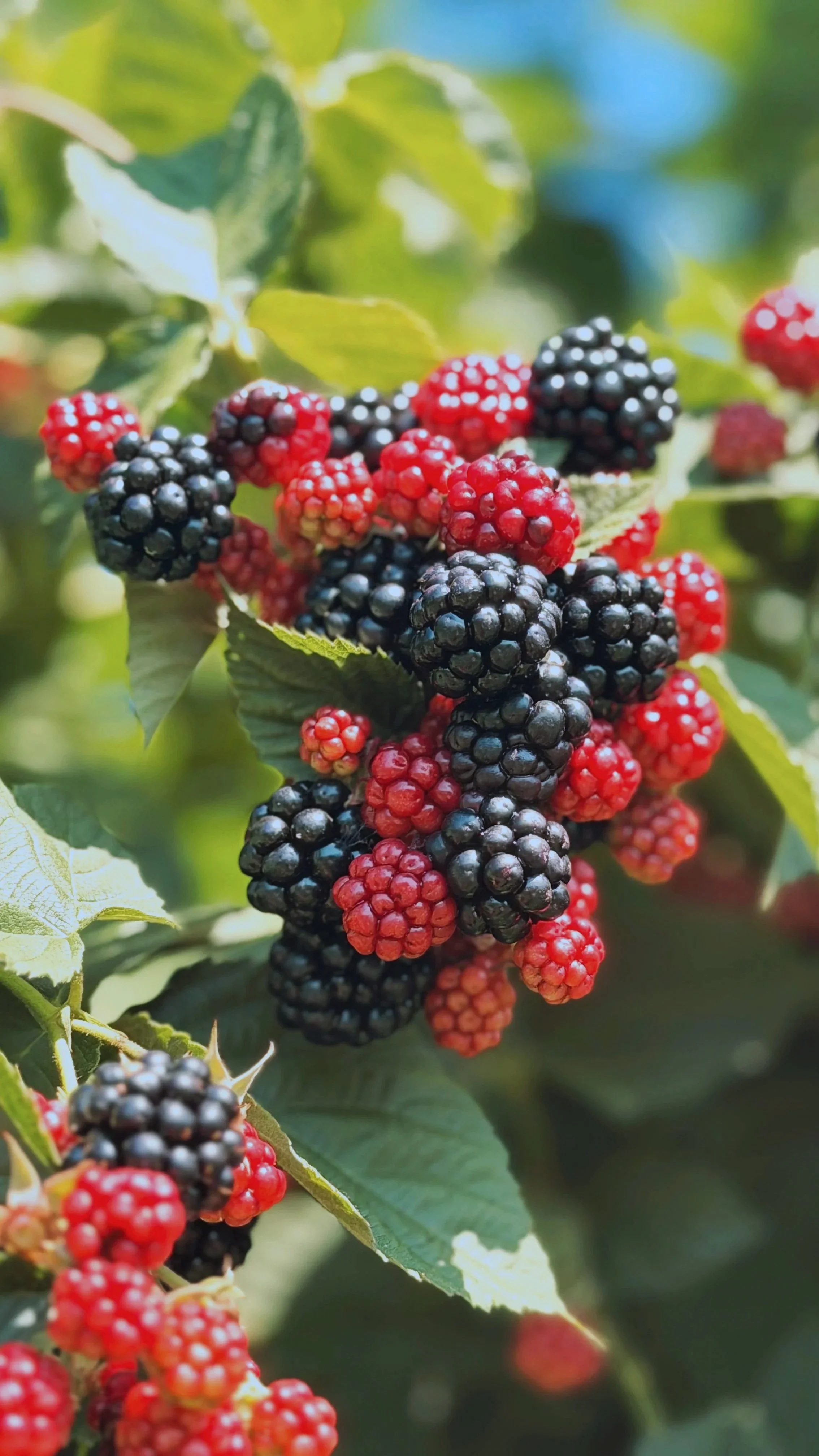 blackberries%2Bon%2Bbush.jpg