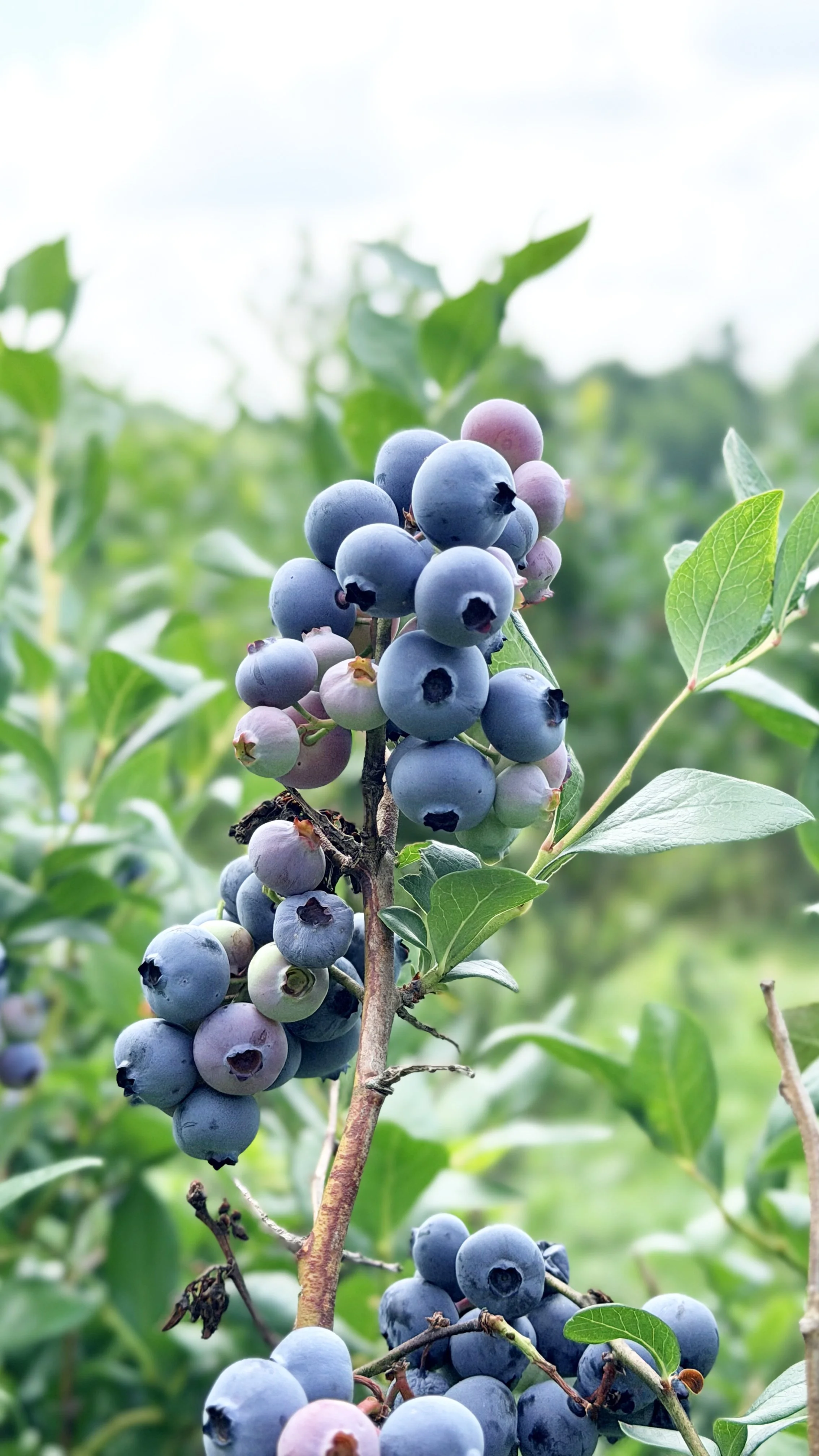 blueberries on bush.jpg