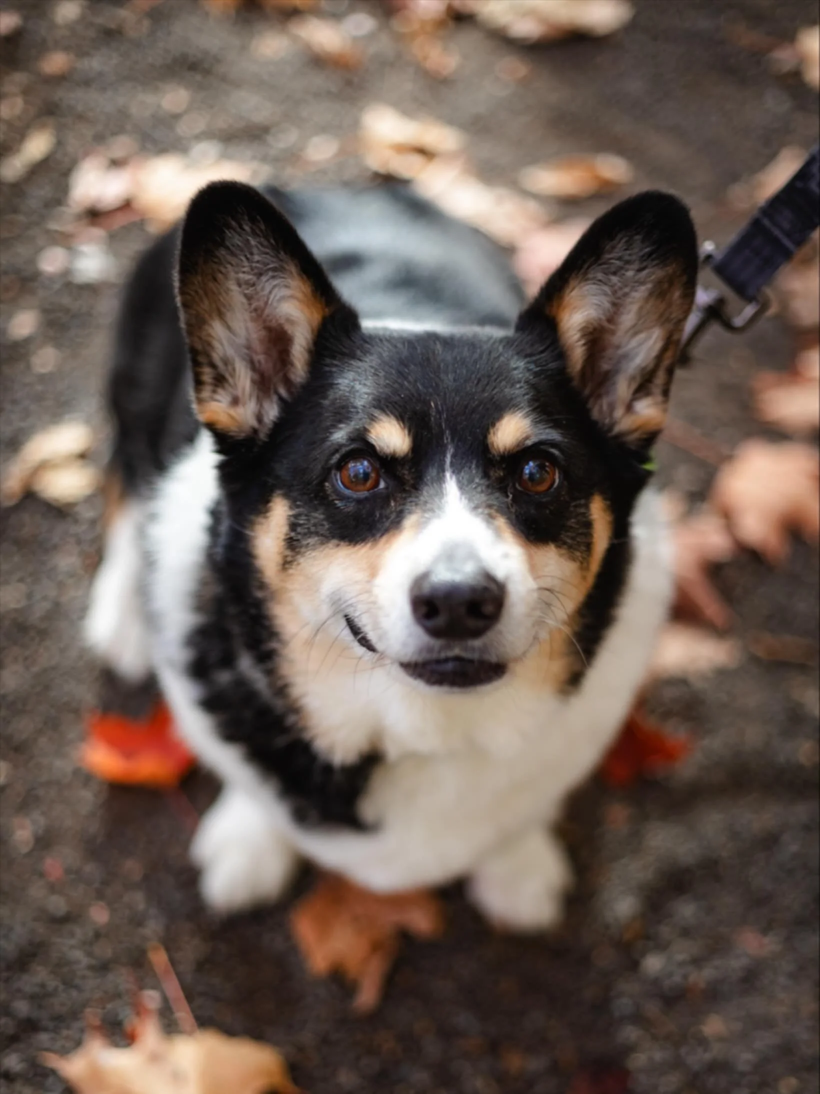 Golden leaves, soft light, and one very good boy stealing the spotlight.
Because family isn’t just who walks beside us, it’s who runs to greet us first.
#OttawaPetPhotographer #FallSessions #CinematicPortraits #LensByJezs #OttawaPhotogra