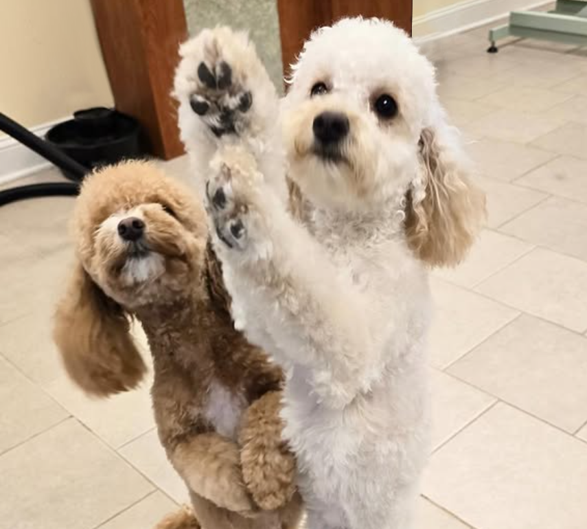 Two dogs, one light-colored and one brown, standing on their hind legs with paws raised, indoors on a tiled floor.