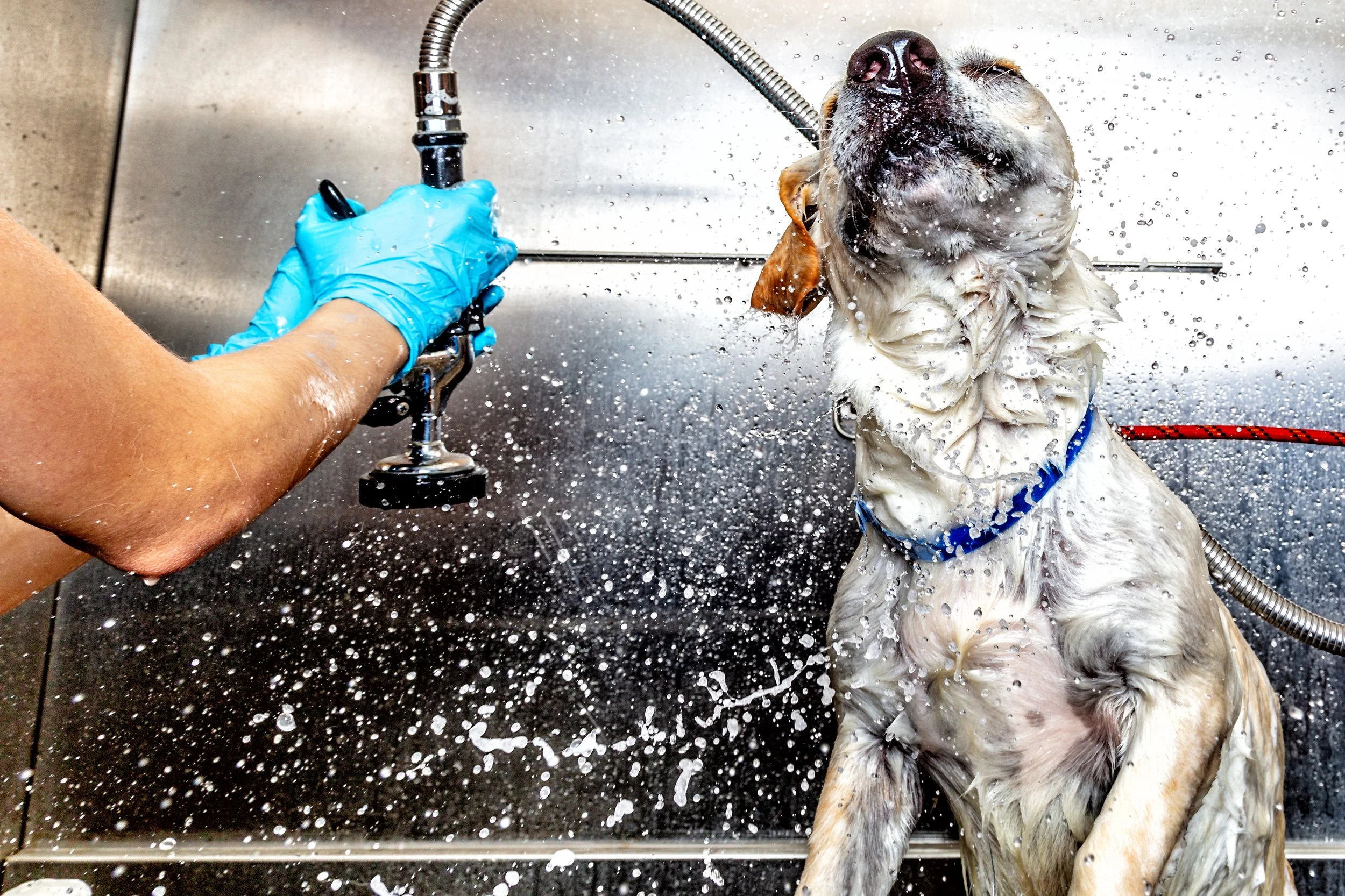 Dog being bathed in a stainless steel sink, with a person in a blue glove rinsing the dog.