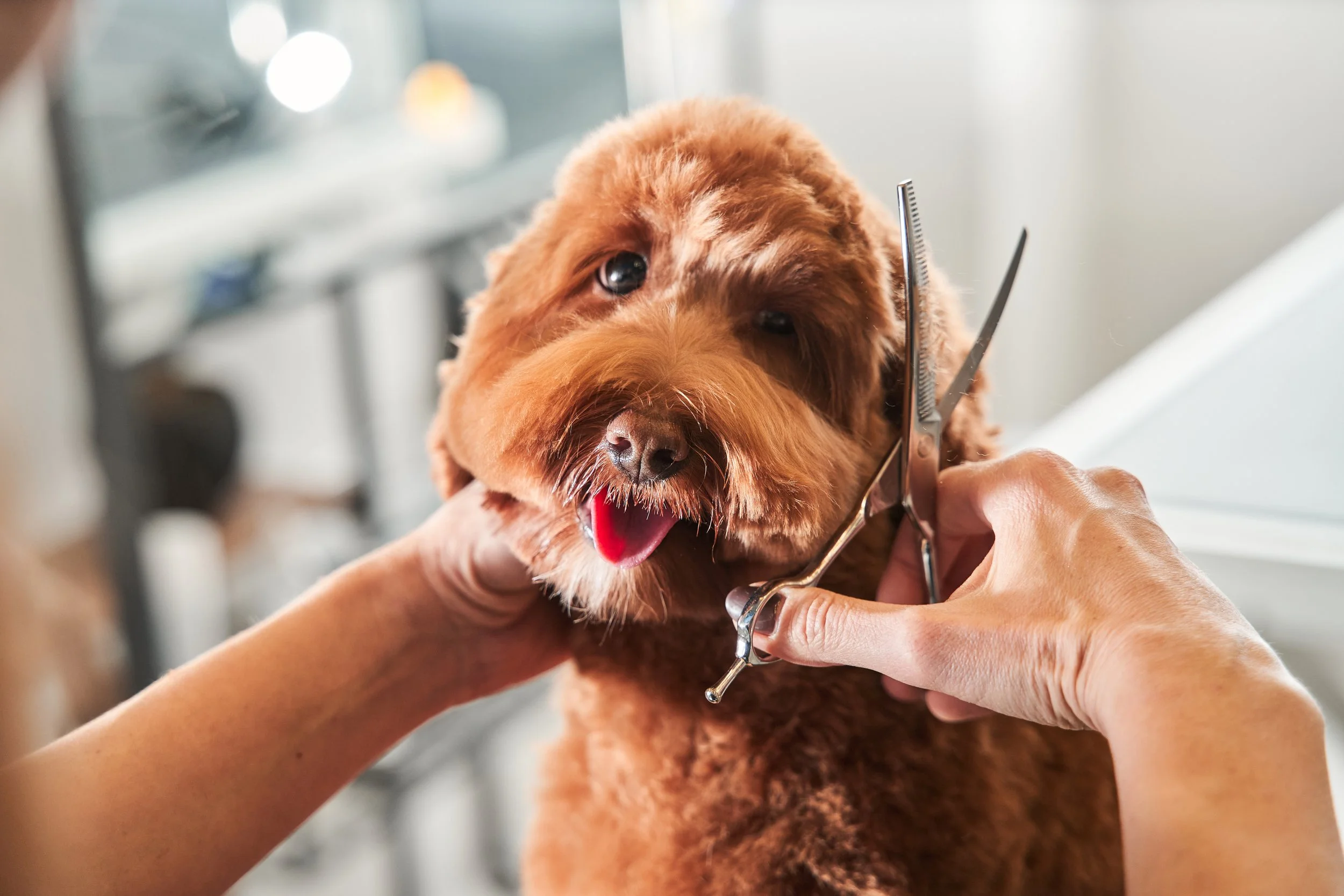 A brown, fluffy dog at a grooming salon getting a haircut, with a groomer holding scissors near its face and the dog sticking out its tongue.