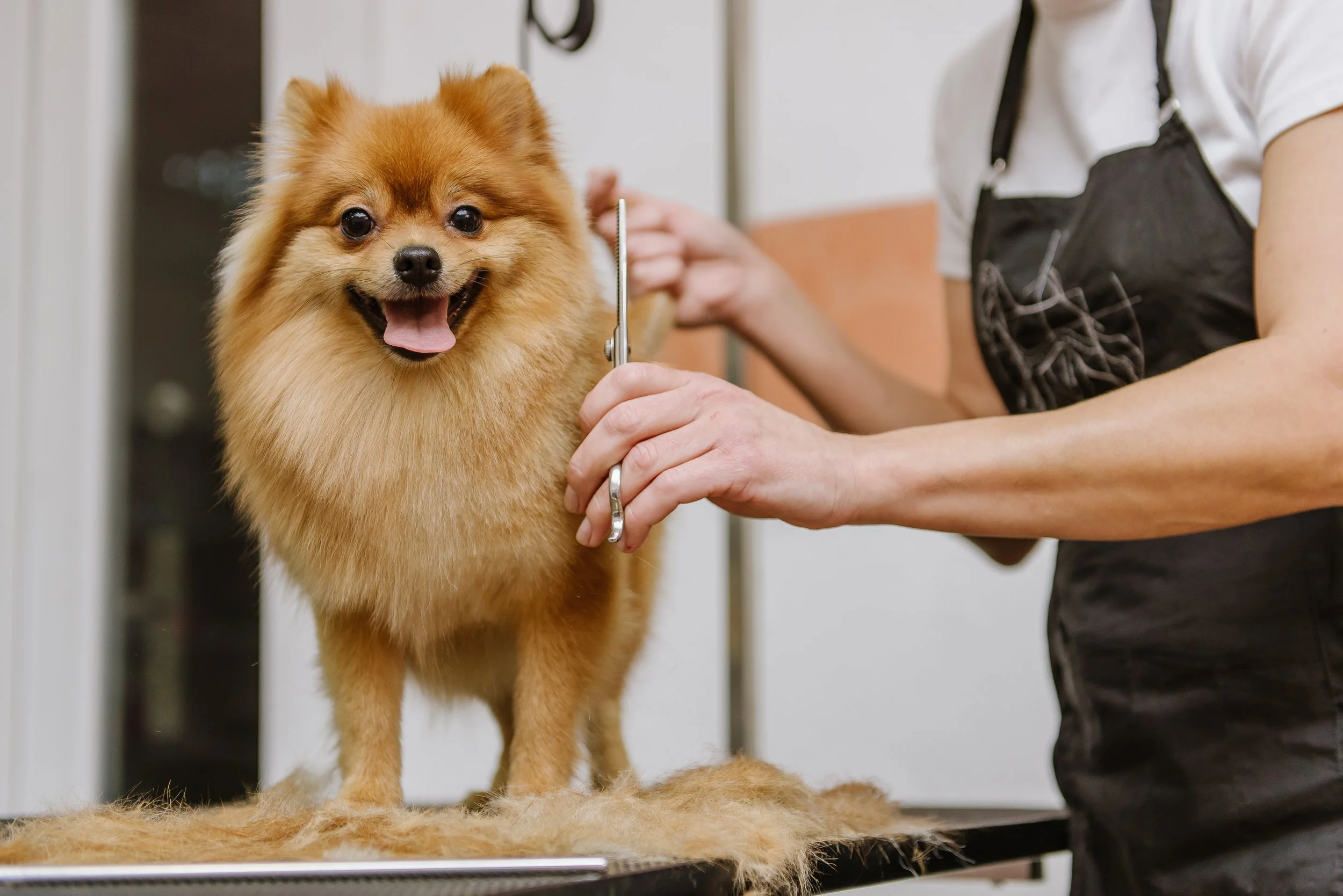 A small Pomeranian dog being groomed on a grooming table by a person in a grooming apron.