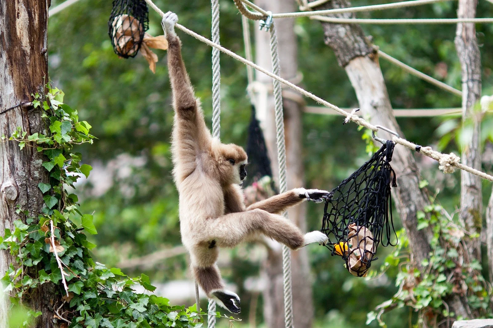 Are We Able To Test If Our Animals Are Fit Like We Do With Humans?