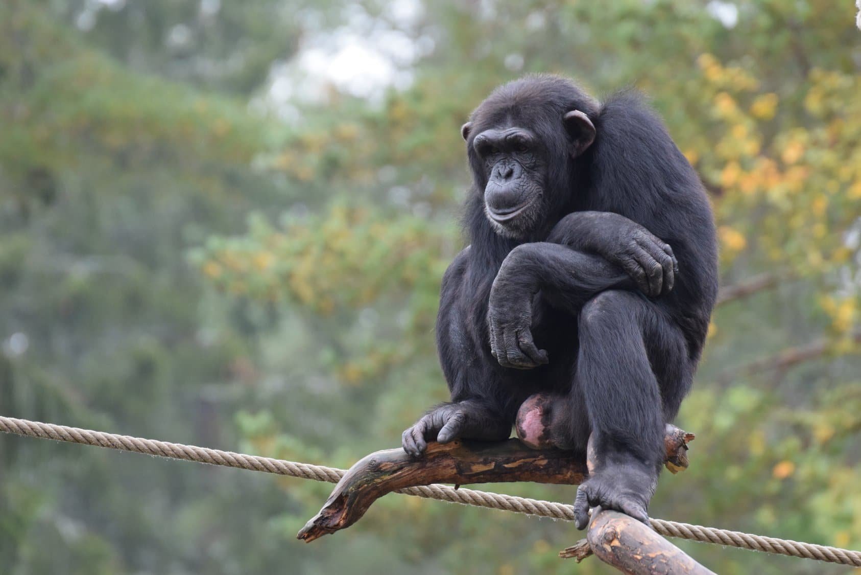 Working Through Stereotypic Behaviour: Discovering Predictable Patterns