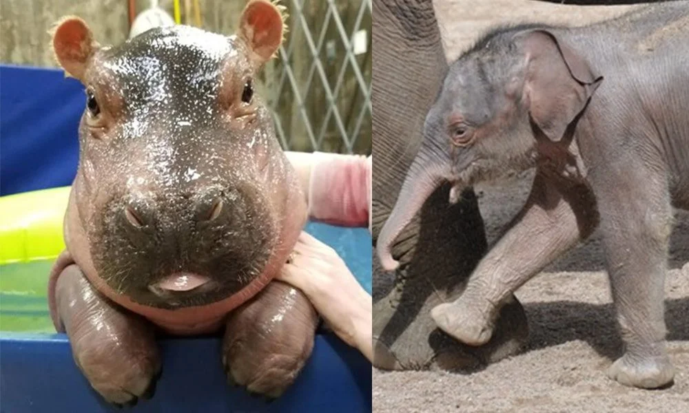 How Fiona and Namsai told the world our story