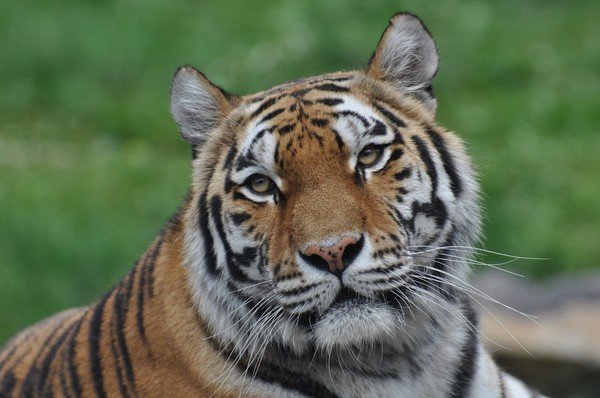 What if breeding tigers were banned?