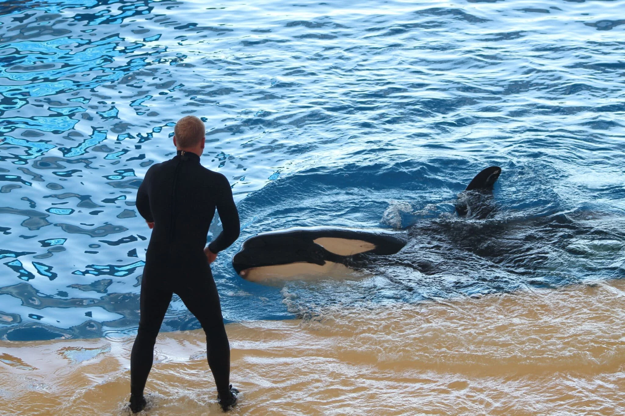 Why Orcas Made Me A Better Trainer
