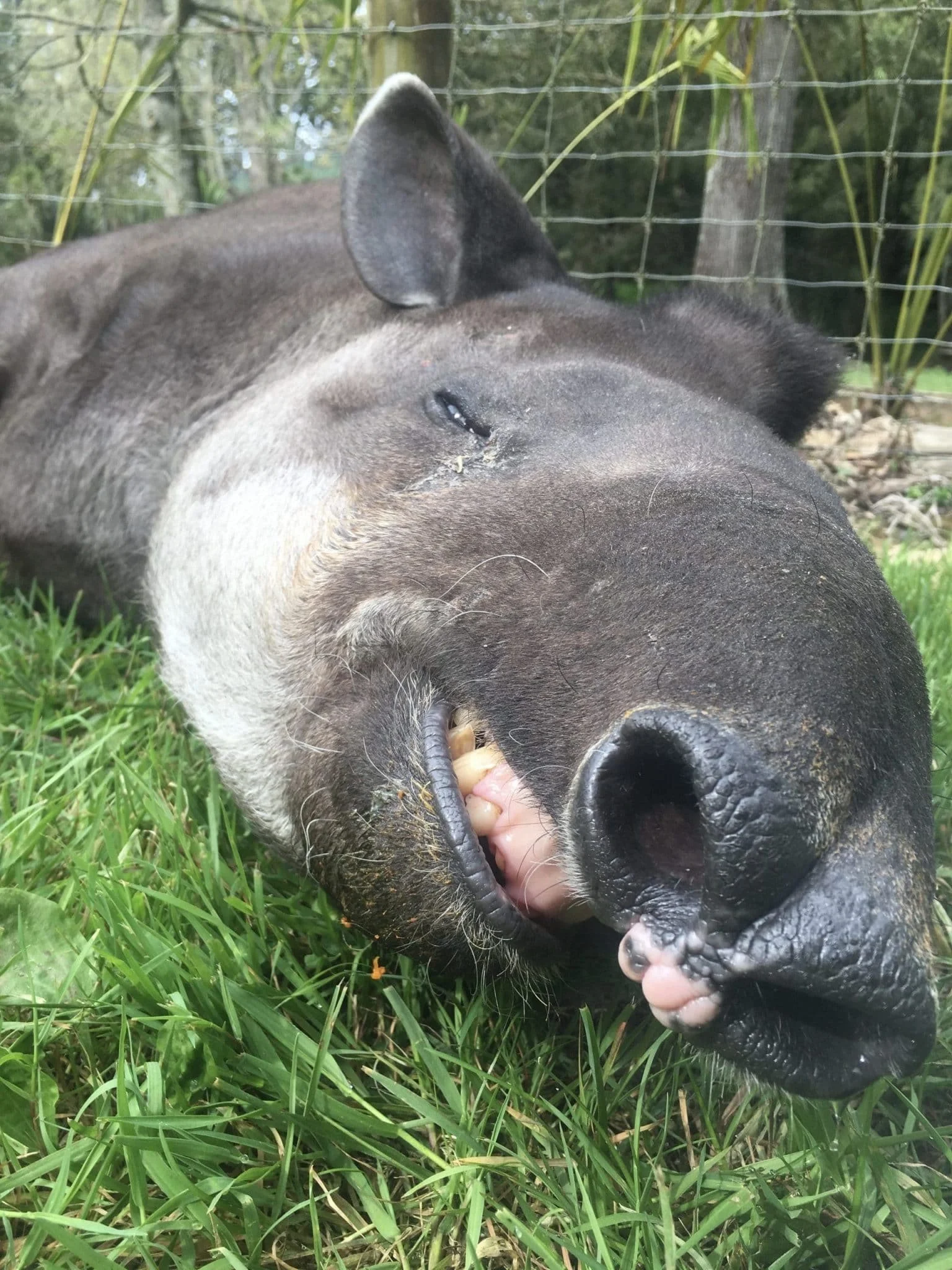 Training Animals Is About Predicting The Future!