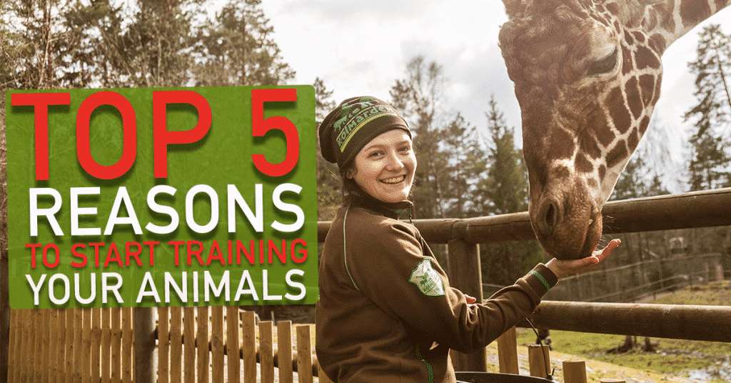 Top 5 reasons why you should start training your animals!