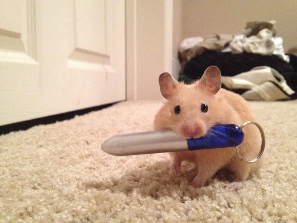 Training With A Laser Pointer